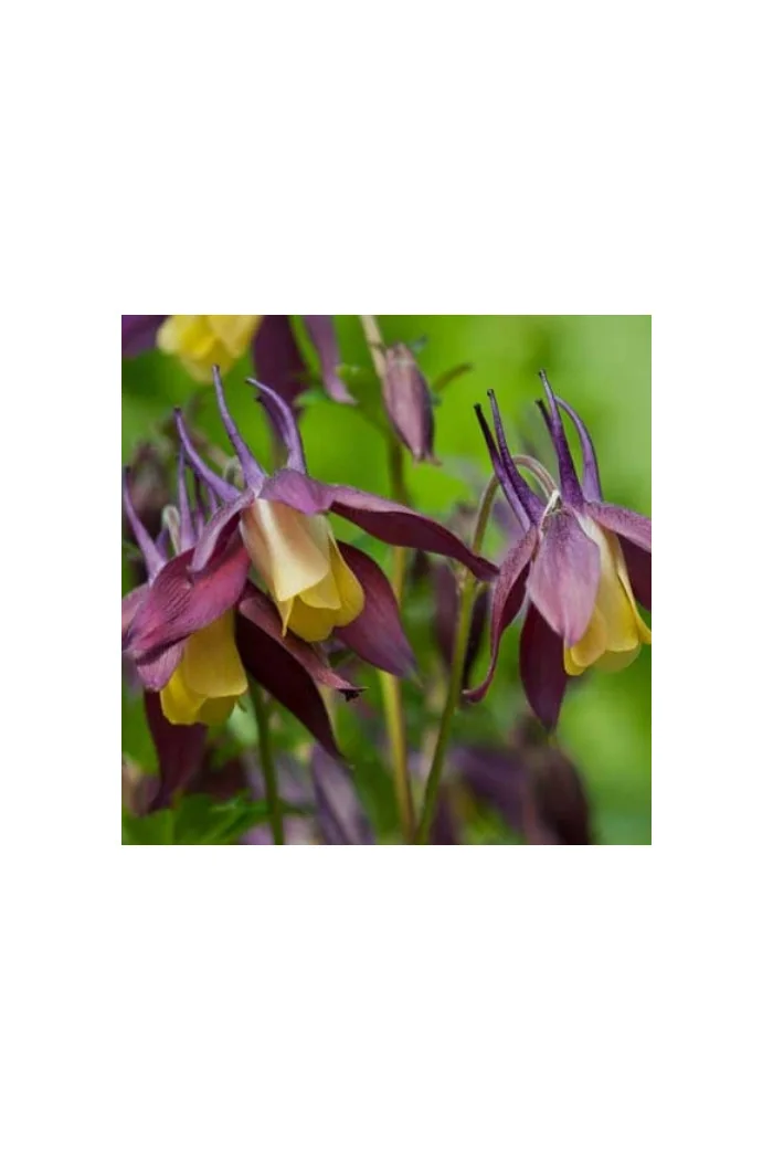 Orlik 'Calimero' Aquilegia buergeriana