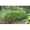 Hakonechloa smukła 'Greenhills' | Hakonechloa macra