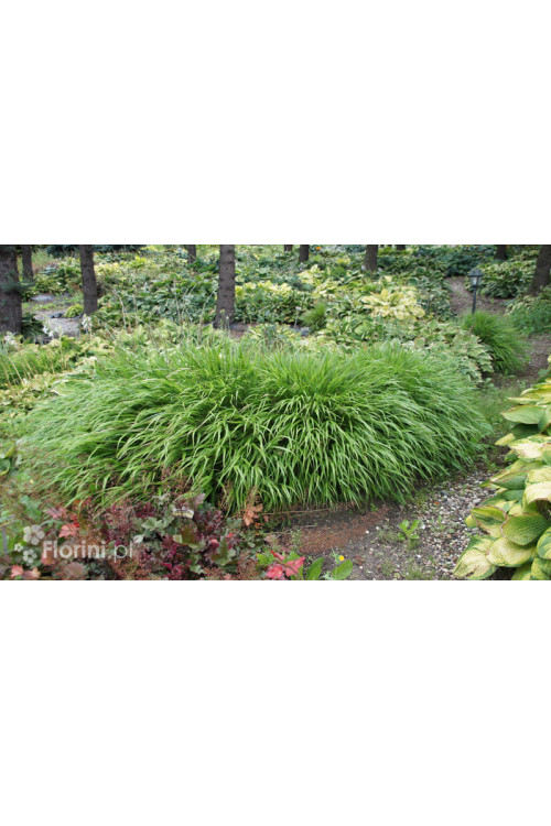 Hakonechloa smukła 'Greenhills' | Hakonechloa macra