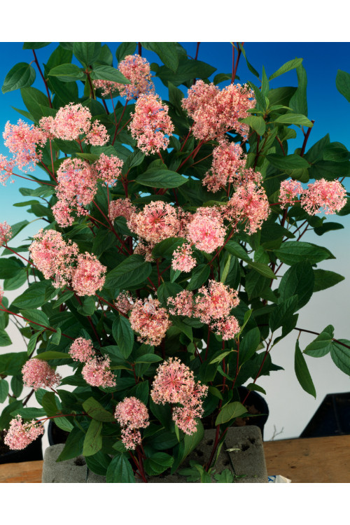 Prusznik blady 'Marie Simon' | Ceanothus pallidus