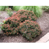 Berberys Thunberga 'Bagatelle' | Berberis thunbergii