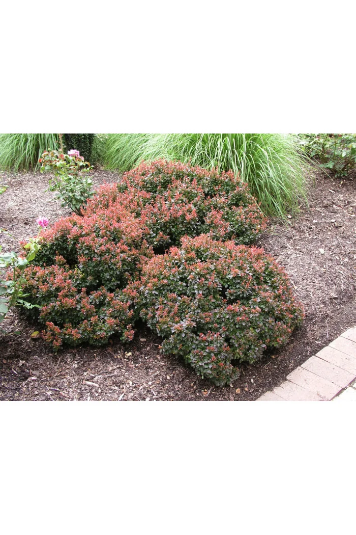 Berberys Thunberga 'Bagatelle' | Berberis thunbergii