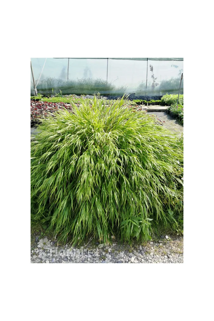 Hakonechloa smukła 'Greenhills' | Hakonechloa macra