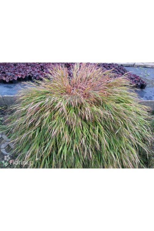 Hakonechloa smukła 'Greenhills' | Hakonechloa macra