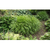 Hakonechloa smukła 'Greenhills' | Hakonechloa macra