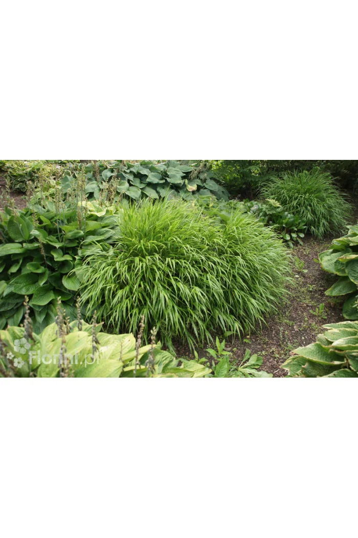 Hakonechloa smukła 'Greenhills' | Hakonechloa macra