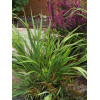 Hakonechloa smukła 'Greenhills' | Hakonechloa macra