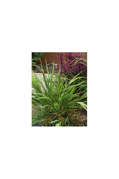Hakonechloa smukła 'Greenhills' | Hakonechloa macra