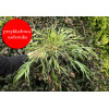 Hakonechloa smukła 'Greenhills' | Hakonechloa macra