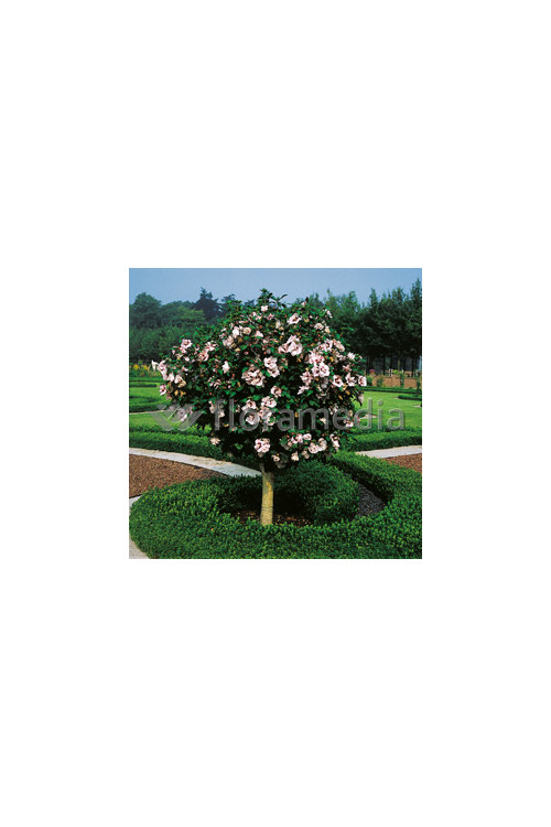 Ketmia syryjska 'Speciosus' Hibiscus syriacus