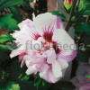 Ketmia syryjska 'Speciosus' Hibiscus syriacus