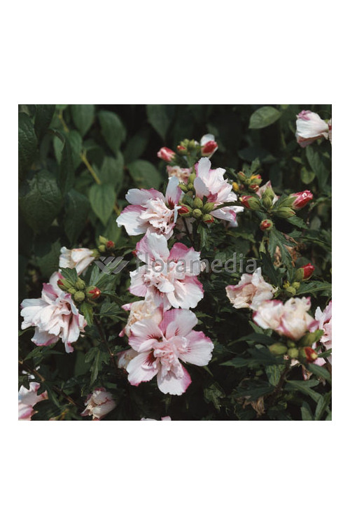 Ketmia syryjska 'Speciosus' Hibiscus syriacus