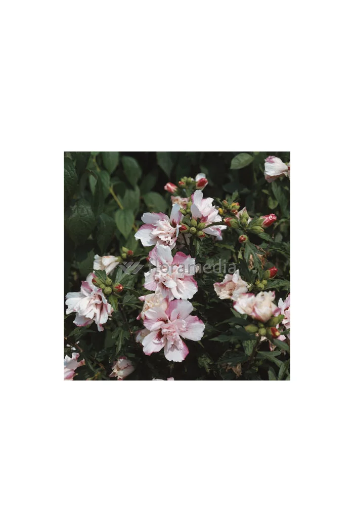 Ketmia syryjska 'Speciosus' Hibiscus syriacus