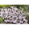 Floks szydlasty 'Candy Stripes' Phlox subulata