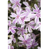 Floks szydlasty 'Candy Stripes' Phlox subulata