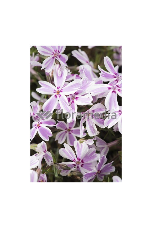 Floks szydlasty 'Candy Stripes' Phlox subulata
