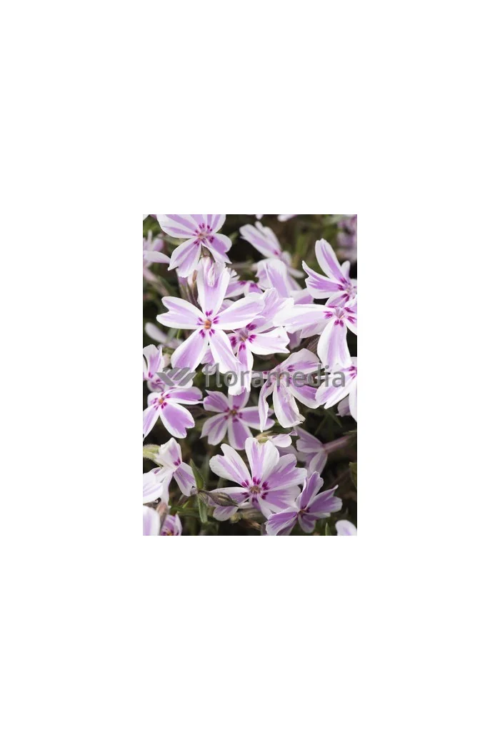 Floks szydlasty 'Candy Stripes' Phlox subulata