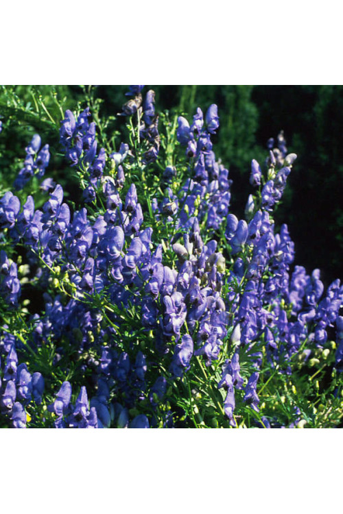 Tojad Fiszera Aconitum fischeri