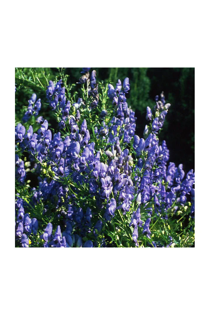 Tojad Fiszera Aconitum fischeri