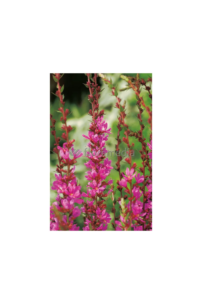 Krwawnica rózgowata 'Dropmore Scarlet' | Lythrum virgatum