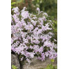 Floks szydlasty 'Candy Stripes' Phlox subulata