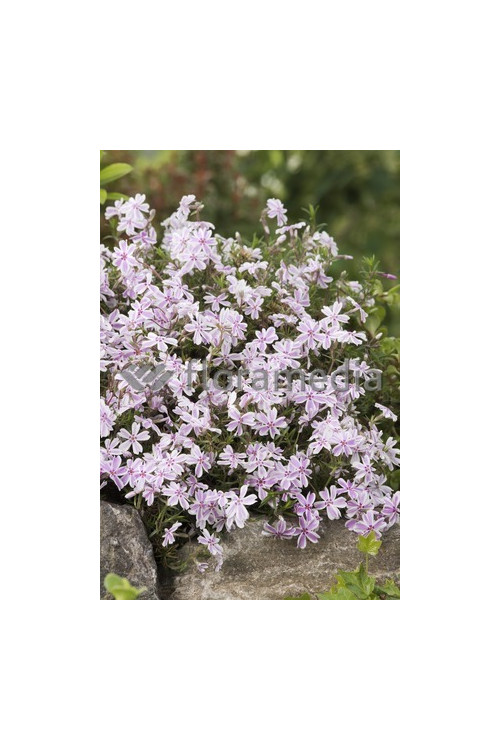 Floks szydlasty 'Candy Stripes' Phlox subulata