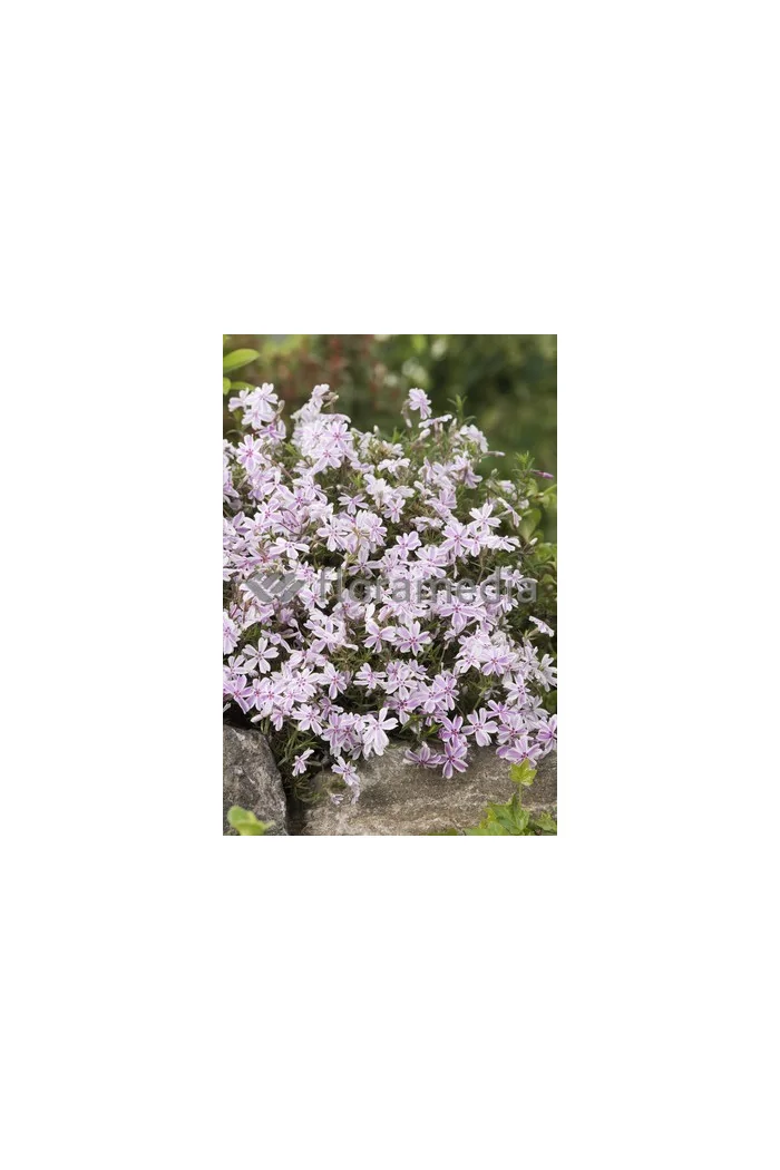 Floks szydlasty 'Candy Stripes' Phlox subulata