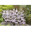 Floks szydlasty 'Candy Stripes' Phlox subulata