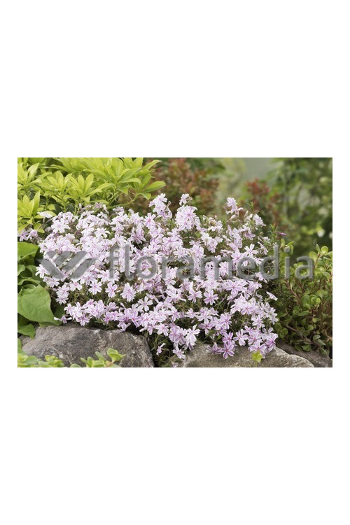 Floks szydlasty 'Candy Stripes' Phlox subulata
