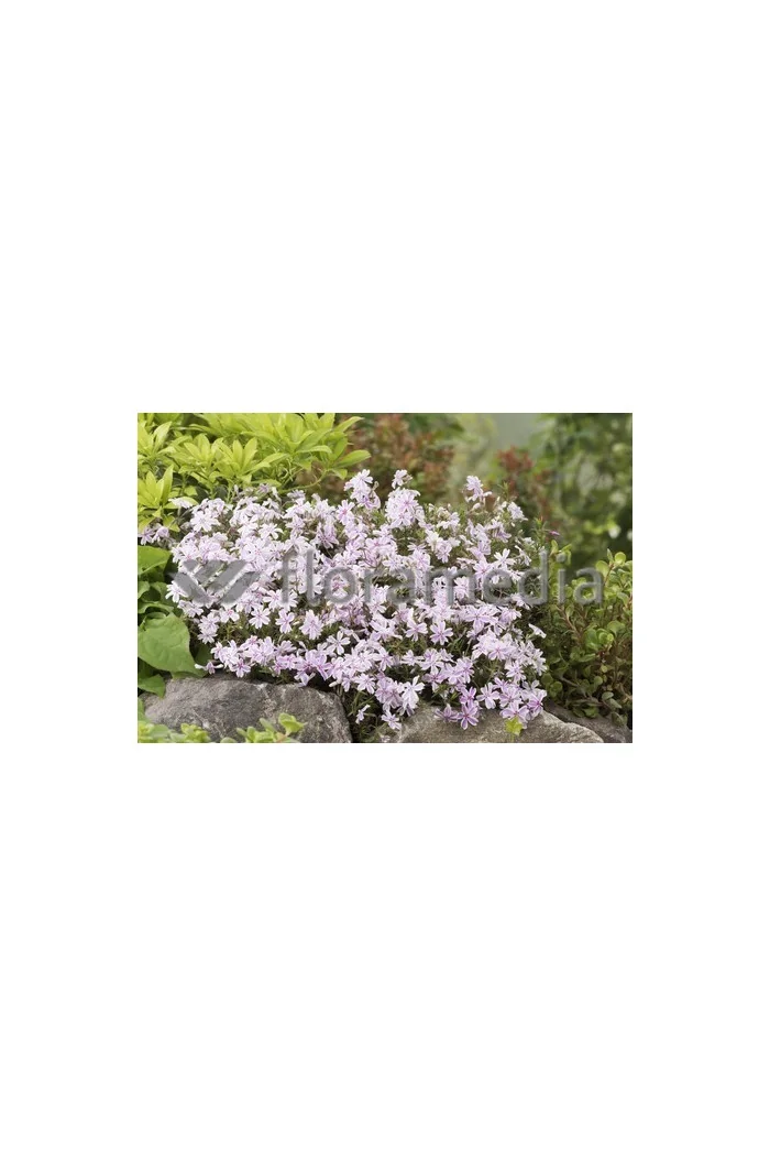 Floks szydlasty 'Candy Stripes' Phlox subulata