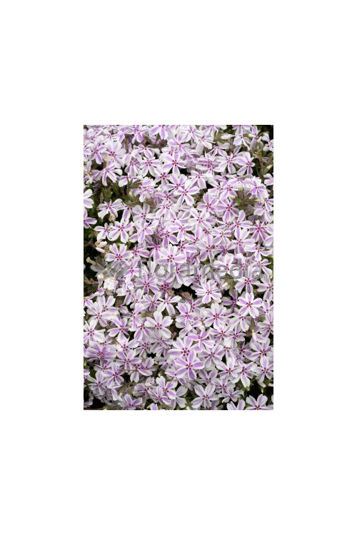 Floks szydlasty 'Candy Stripes' Phlox subulata