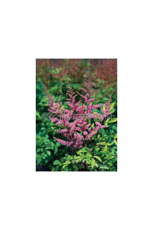 Tawułka arendsa 'Amethyst' | Astilbe arendsii