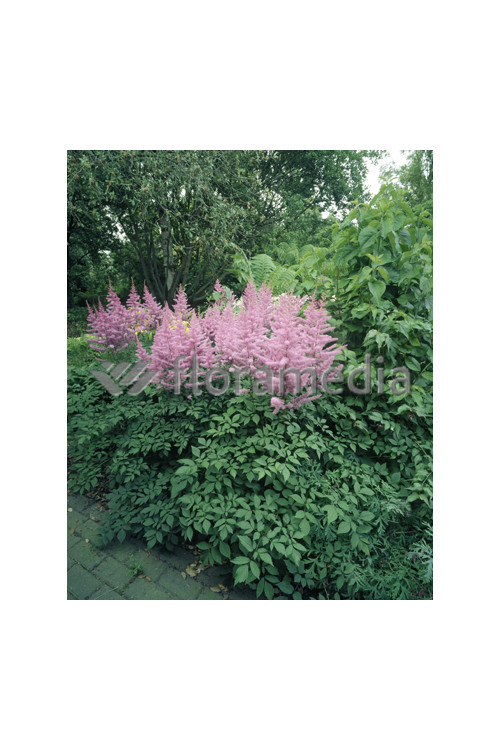Tawułka arendsa 'Amethyst' | Astilbe arendsii