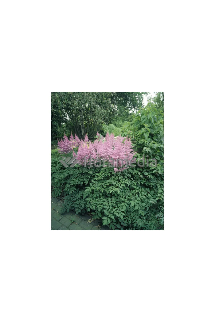 Tawułka arendsa 'Amethyst' | Astilbe arendsii