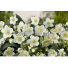 Ciemiernik orientalny 'Crown Snow White' Helleborus orientalis