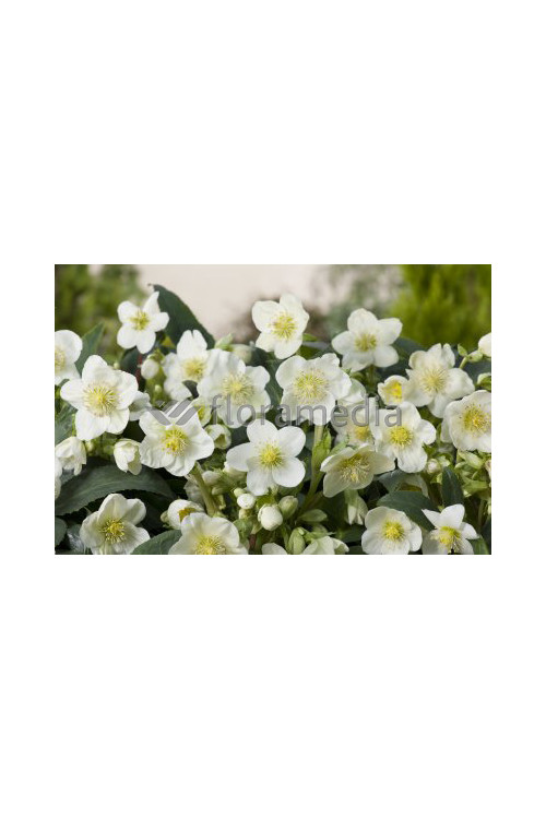 Ciemiernik orientalny 'Crown Snow White' Helleborus orientalis