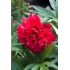 Piwonia majowa 'Rubra Plena' | Paeonia officinalis