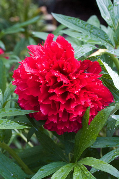 Piwonia majowa 'Rubra Plena' | Paeonia officinalis