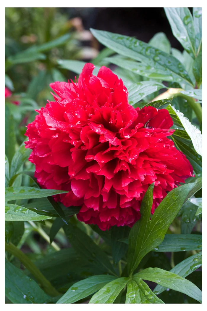 Piwonia majowa 'Rubra Plena' | Paeonia officinalis