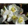 Ciemiernik orientalny 'Crown Snow White' Helleborus orientalis