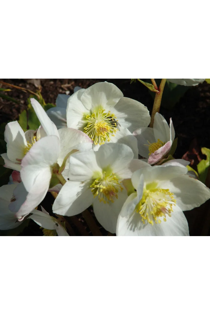 Ciemiernik orientalny 'Crown Snow White' Helleborus orientalis
