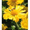 Gailardia 'Mesa Yellow' Gaillardia