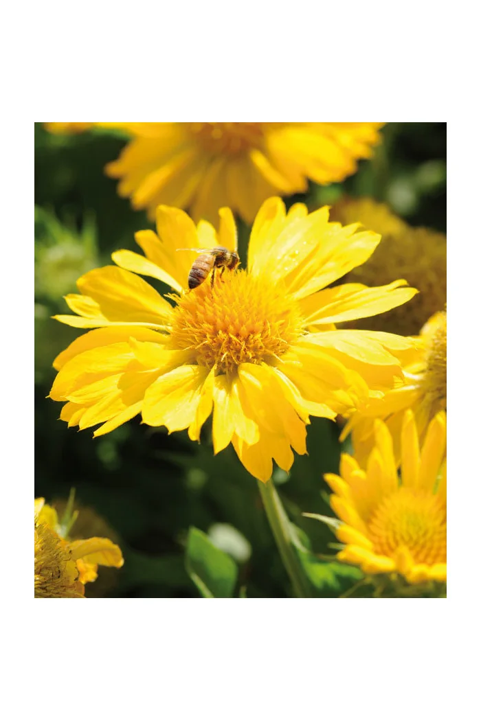 Gailardia 'Mesa Yellow' Gaillardia