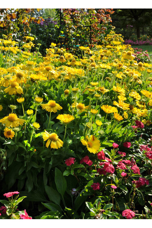 Gailardia 'Mesa Yellow' Gaillardia