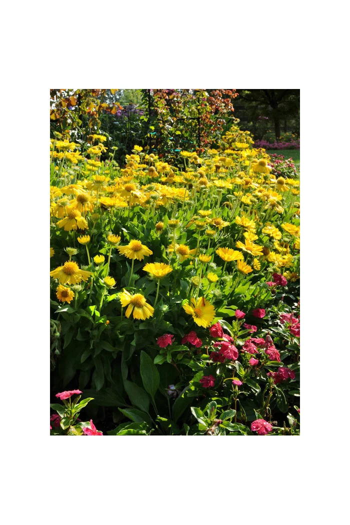 Gailardia 'Mesa Yellow' Gaillardia
