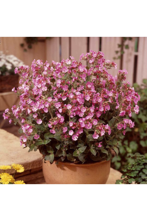 Lepnica 'Rollies Favorite' | Silene x robotii