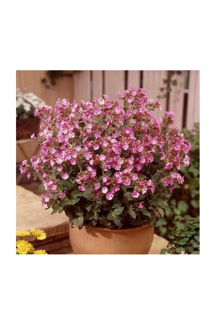 Lepnica 'Rollies Favorite' | Silene x robotii