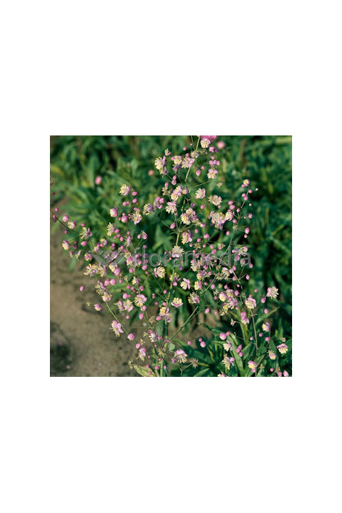 Rutewka dwuskrzydłowa Thalictrum dipterocarpum