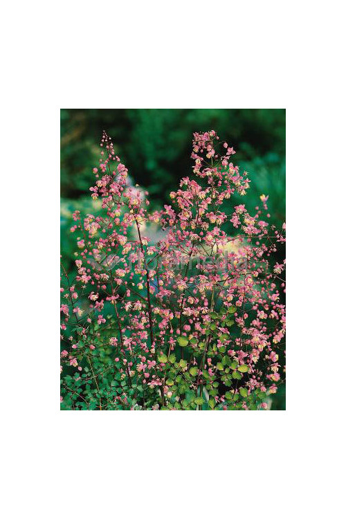 Rutewka dwuskrzydłowa Thalictrum dipterocarpum