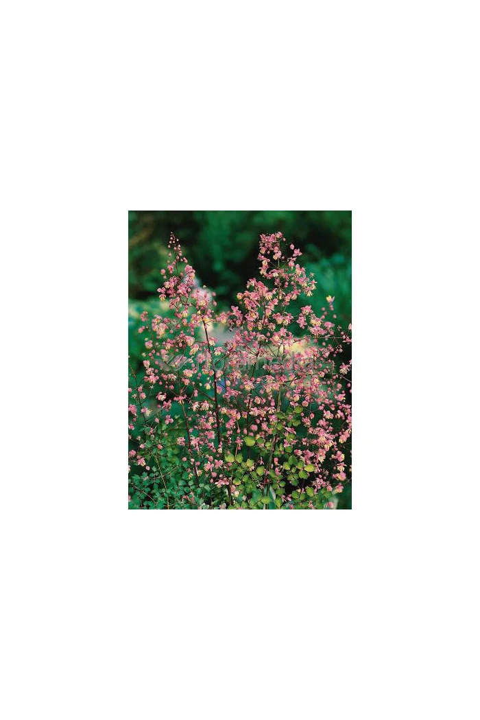 Rutewka dwuskrzydłowa Thalictrum dipterocarpum